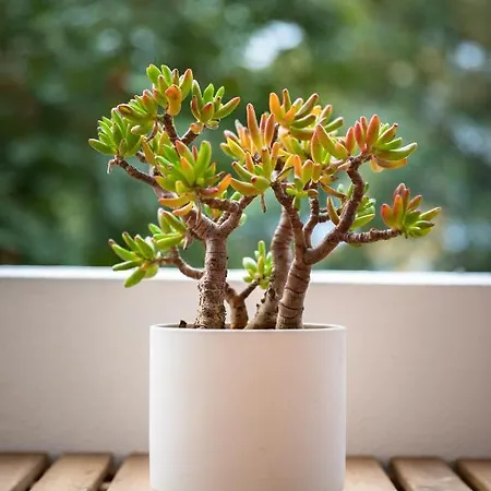 Apartamento Kwadalayo Art Quarters Distrito de Faro